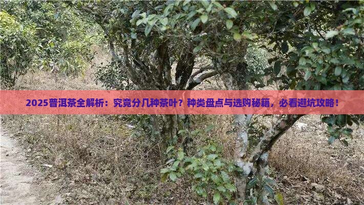 普洱茶分几种茶叶
