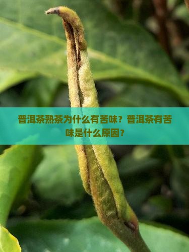 普洱茶熟茶好苦正常吗为什么
