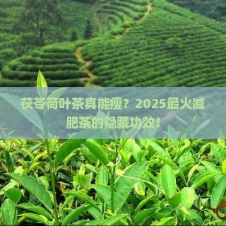 茯苓荷叶茶的功效与作用