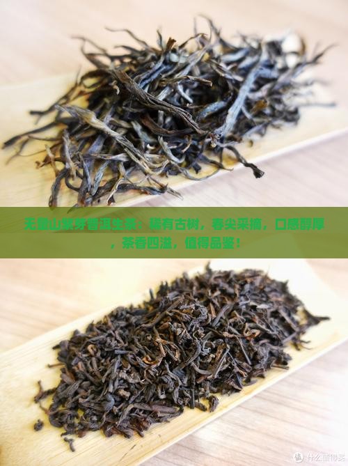 无量山紫芽普洱生茶