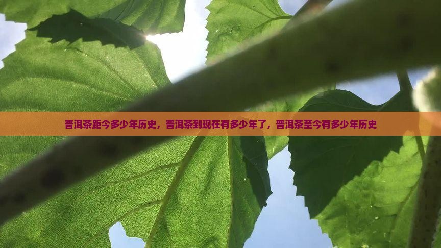 普洱茶距今多少年