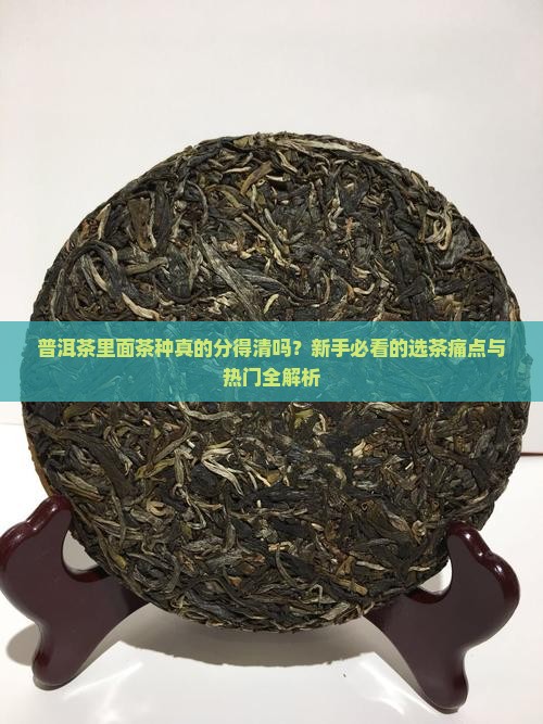 普洱茶里面茶种