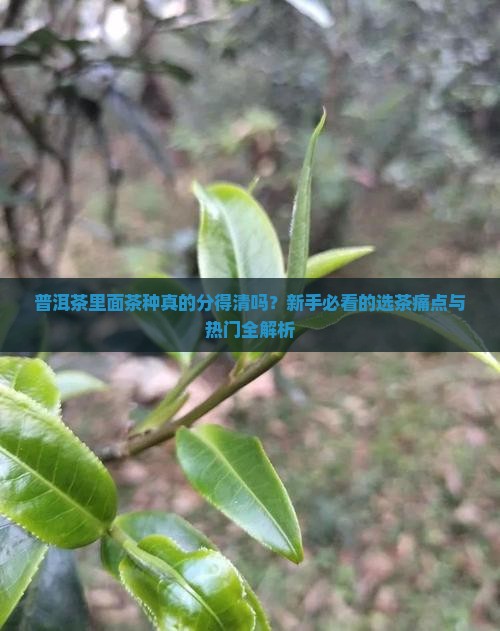 普洱茶里面茶种