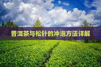 普洱茶绿茶松针怎么泡
