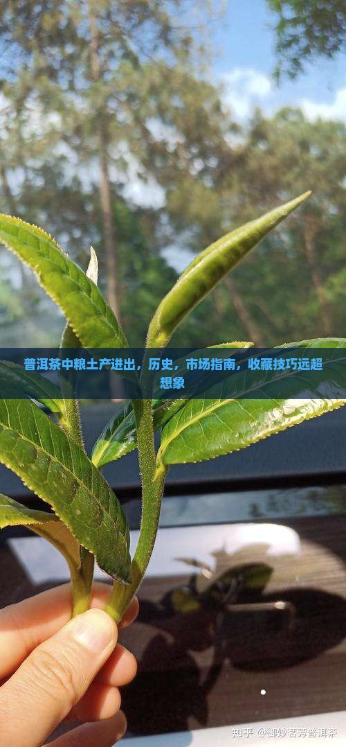 普洱茶中粮土产进出