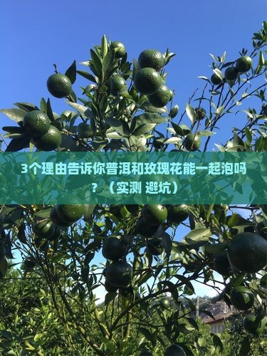 普洱和玫瑰花能一起泡吗