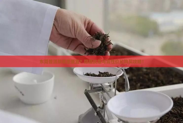 东莞普洱茶哪里便宜