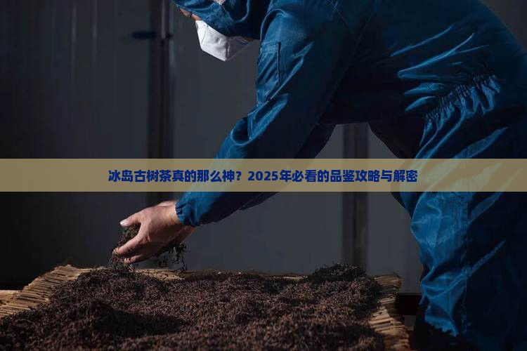 冰岛古树茶的经典语