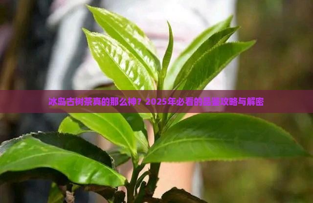 冰岛古树茶的经典语