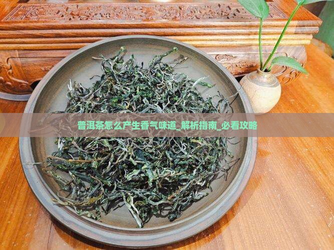 普洱茶怎么产生香气味道 普洱茶怎么产生香气味道
