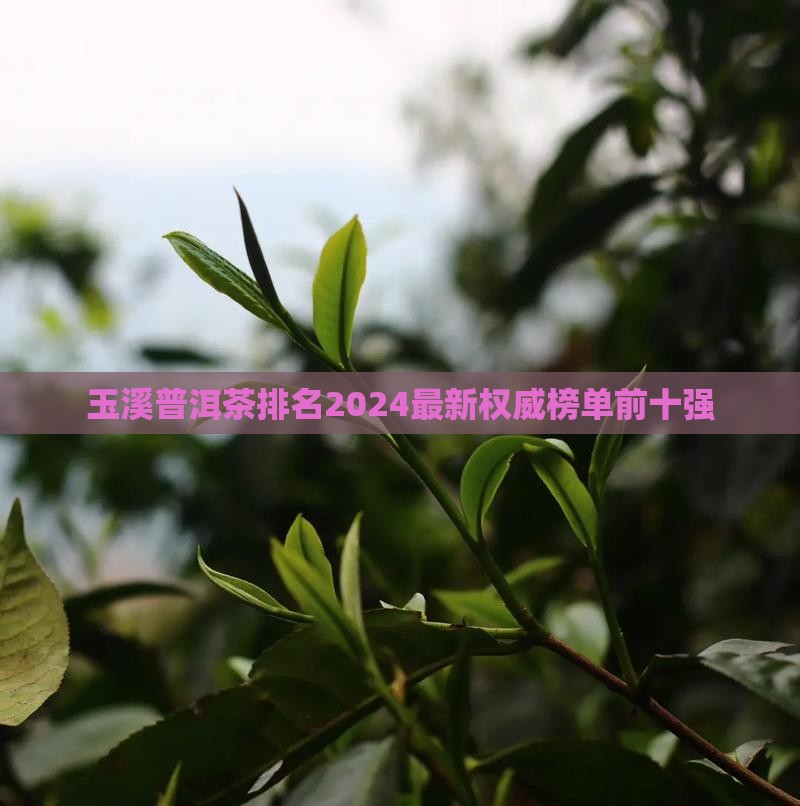 玉溪普洱茶品牌排名