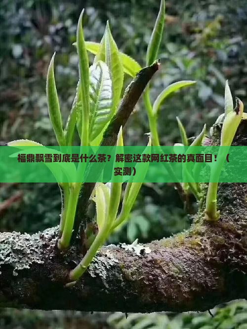 福鼎飘雪是什么茶