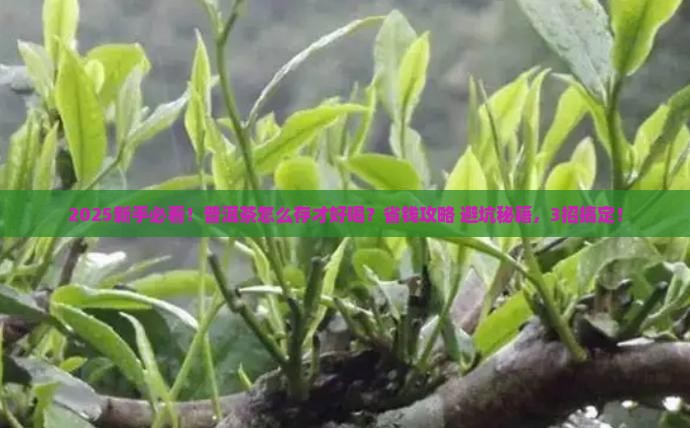 普洱茶用什么储存好喝