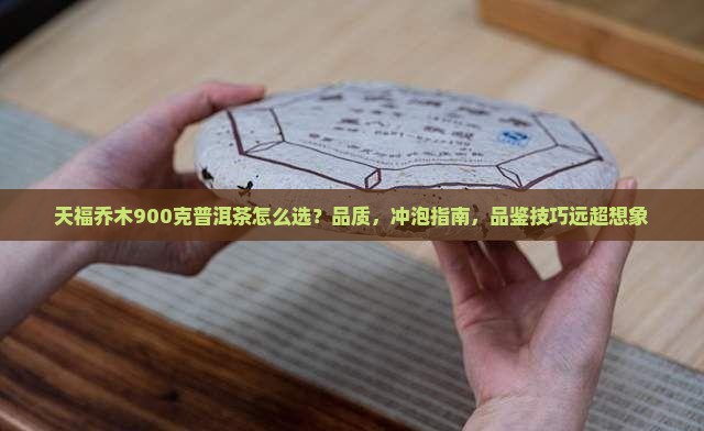 天福乔木900克普洱茶