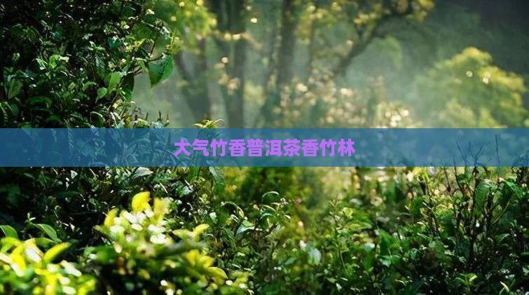 大气竹香普洱茶