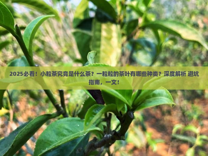 小粒茶是什么茶什么茶是一粒粒的