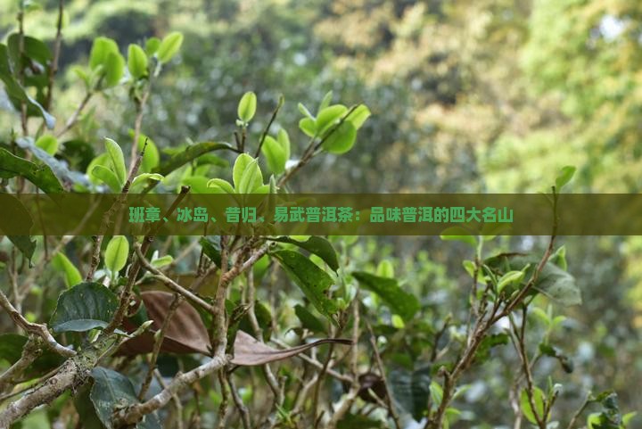 班章冰岛昔归易武