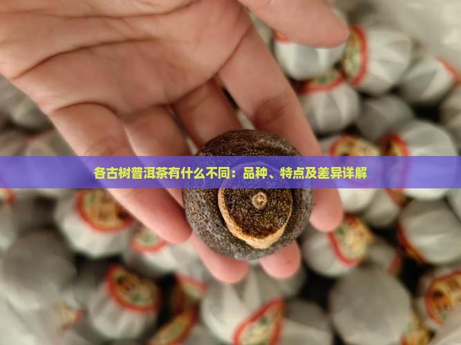 各古树普洱茶有什么不同