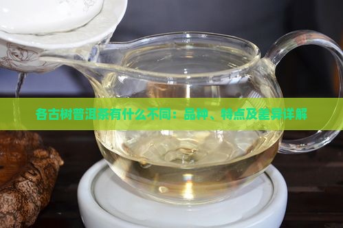 各古树普洱茶有什么不同