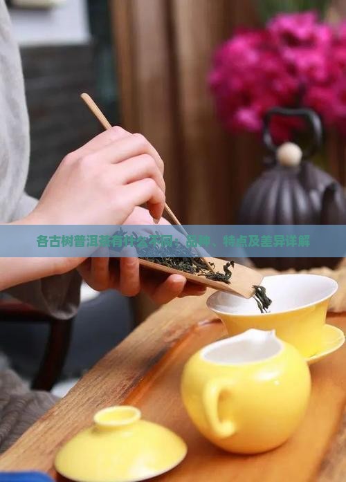各古树普洱茶有什么不同
