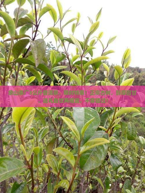 象山茶厂3公斤普洱茶 象山茶厂3公斤普洱茶