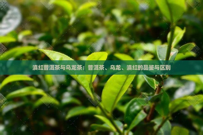 滇红普洱茶和乌龙茶