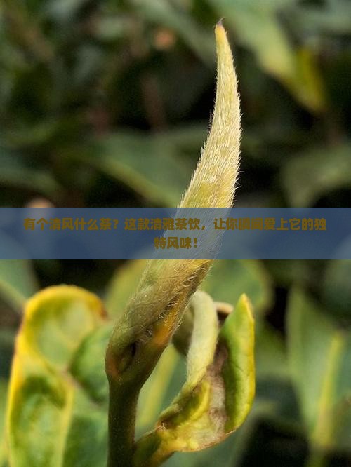 有个清风什么茶