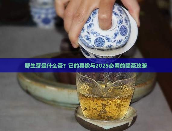 野生芽是什么茶