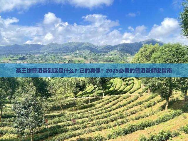 茶王饼普洱茶是什么茶叶