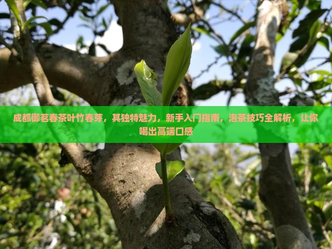 成都御茗春茶叶竹春芽