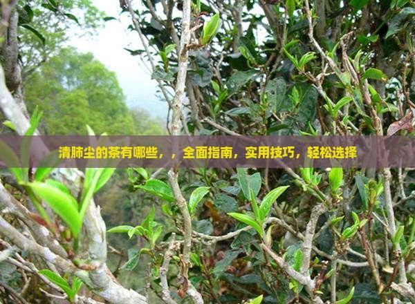 清肺尘的茶有哪些
