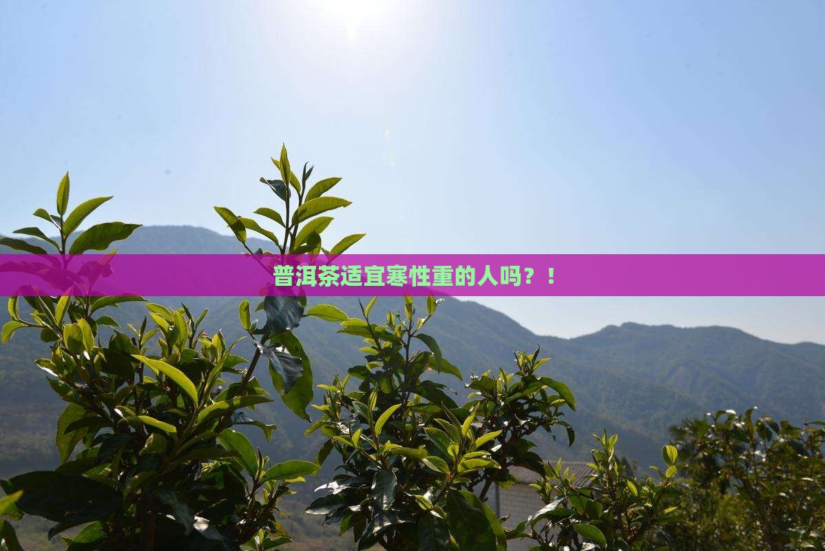 普洱茶适宜寒性重的人吗 普洱茶适宜寒性重的人吗