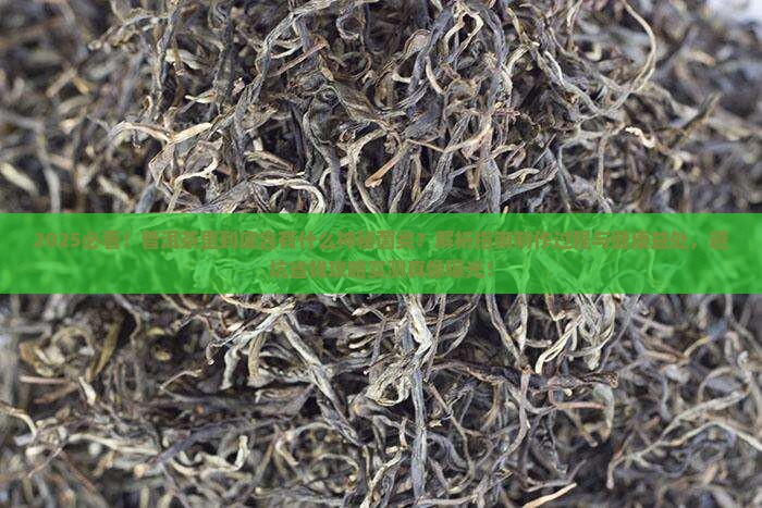 普洱茶里是什么菌类的茶