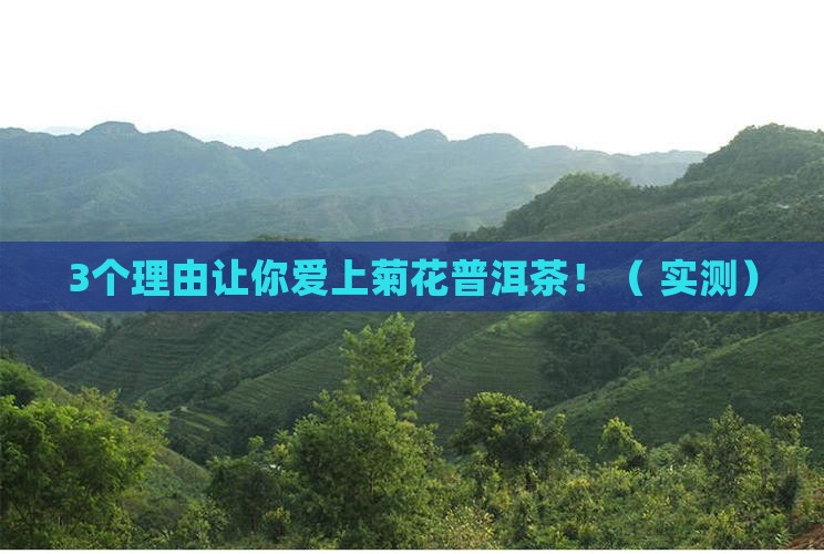 菊花普洱茶品质特征