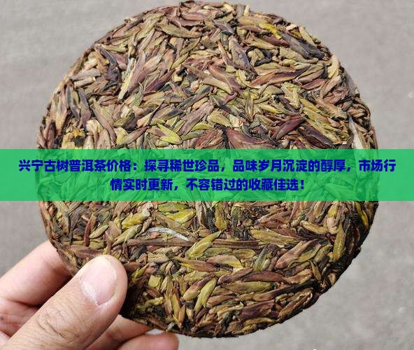 兴宁古树普洱茶价格