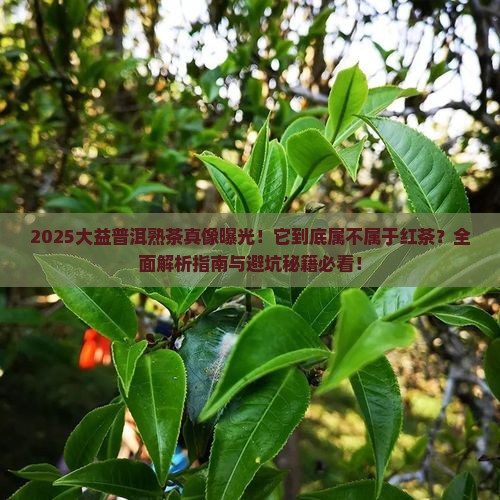 大益普洱茶熟茶属红茶