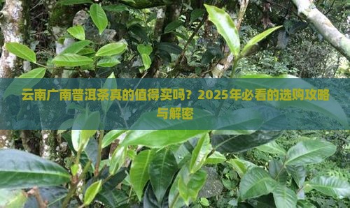 云南广南普洱茶