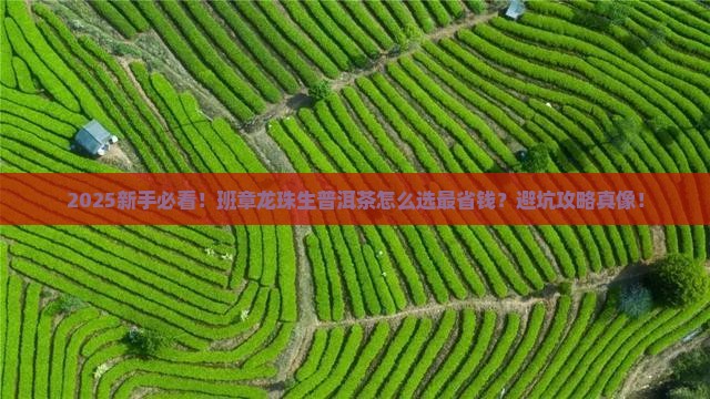 班章龙珠生普洱茶