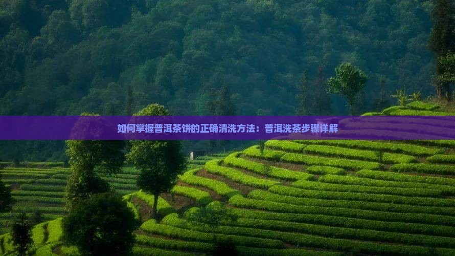 普洱茶饼怎么清洗 普洱茶饼怎么清洗