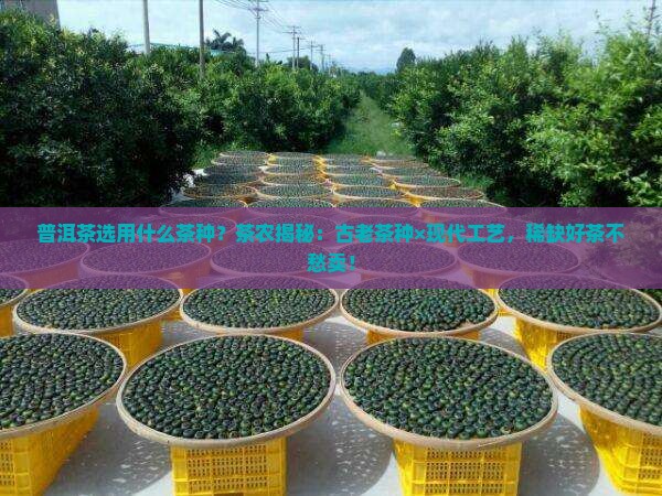 普洱茶选用什么茶种