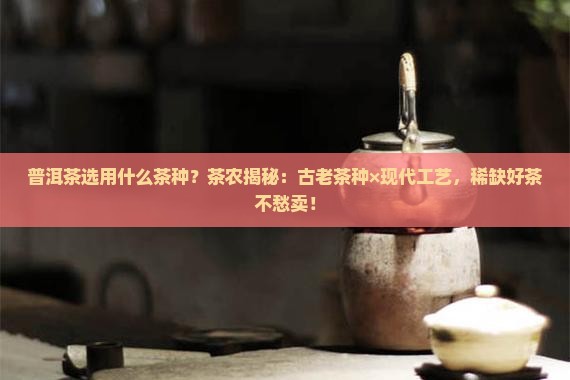 普洱茶选用什么茶种
