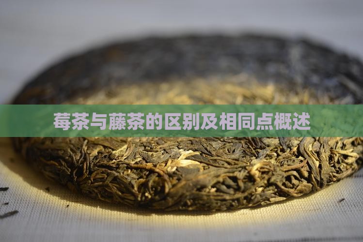 莓茶与藤茶的区别 莓茶与藤茶的区别