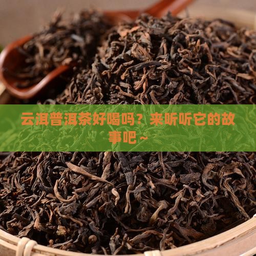 云洱普洱茶的相关资料及介绍