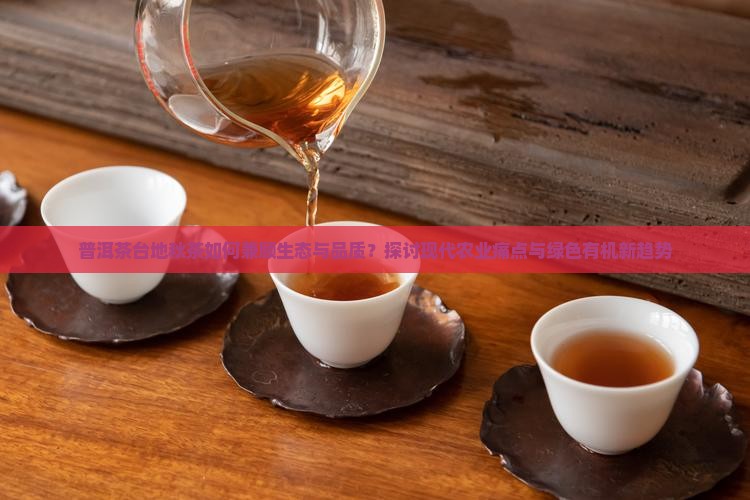 普洱茶台地秋茶