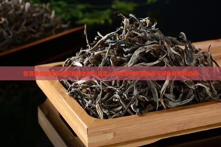 普洱茶台地秋茶
