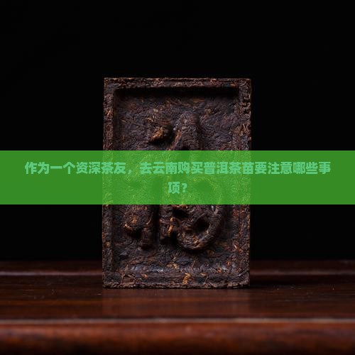 去云南购买普洱茶苗怎么样