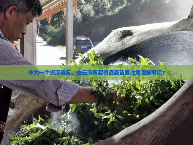去云南购买普洱茶苗怎么样