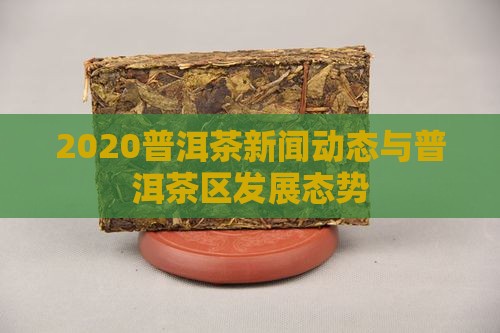 2020普洱茶新闻