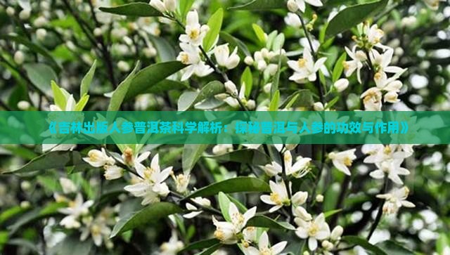 雌骨人参普洱茶