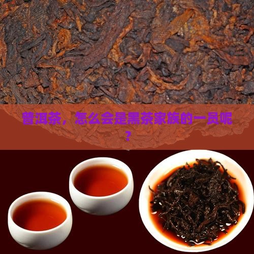 普洱茶属于黑茶